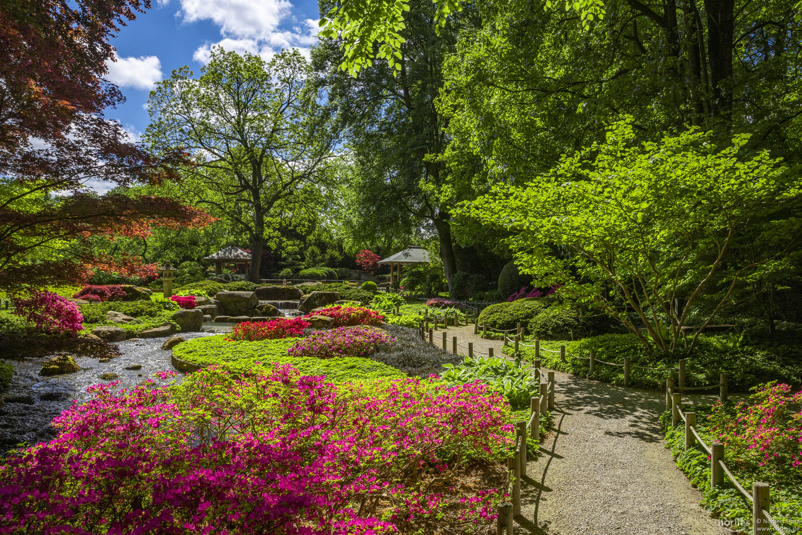 Azaleenblüte im Japanischen Garten