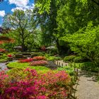 Azaleenblüte im Japanischen Garten