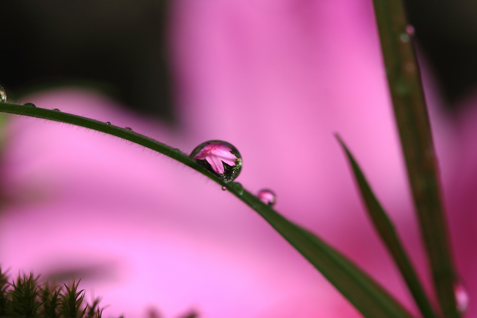 Azaleenblüte im Tropfen