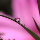 Azaleenblüte im Tropfen