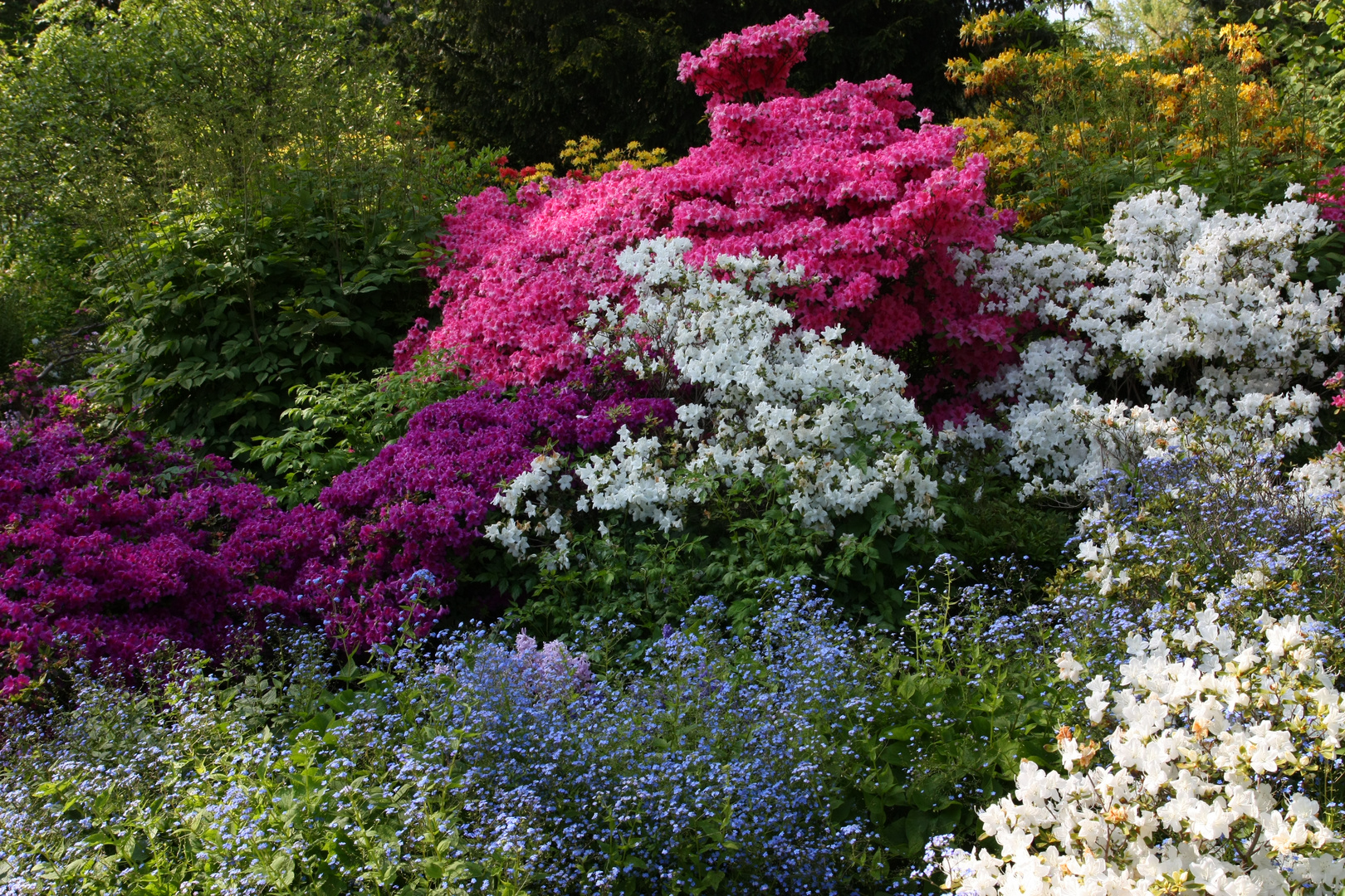 Azaleenblüte im Westfalenpark