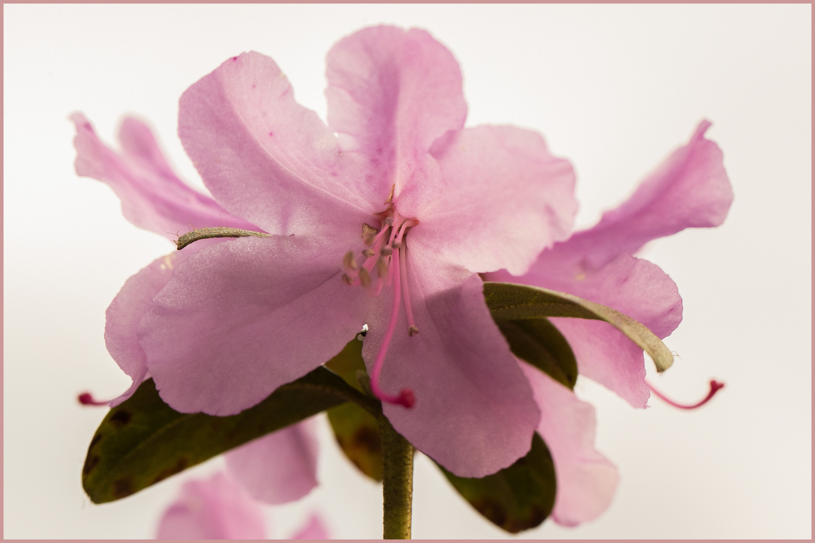 Azaleenblüte im zarten rosa