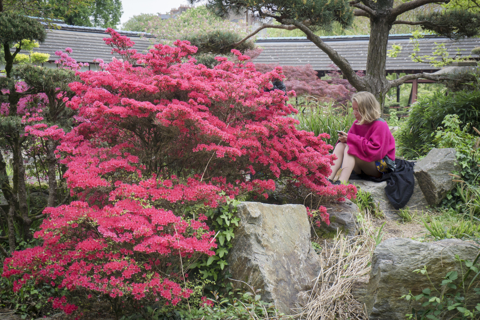 Azaleenblüte in Nantes