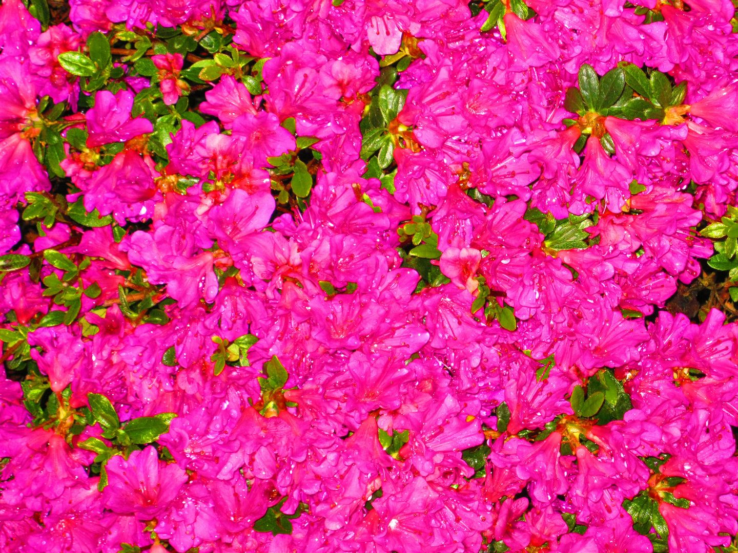 Azaleenblüte magenta