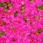 Azaleenblüte magenta