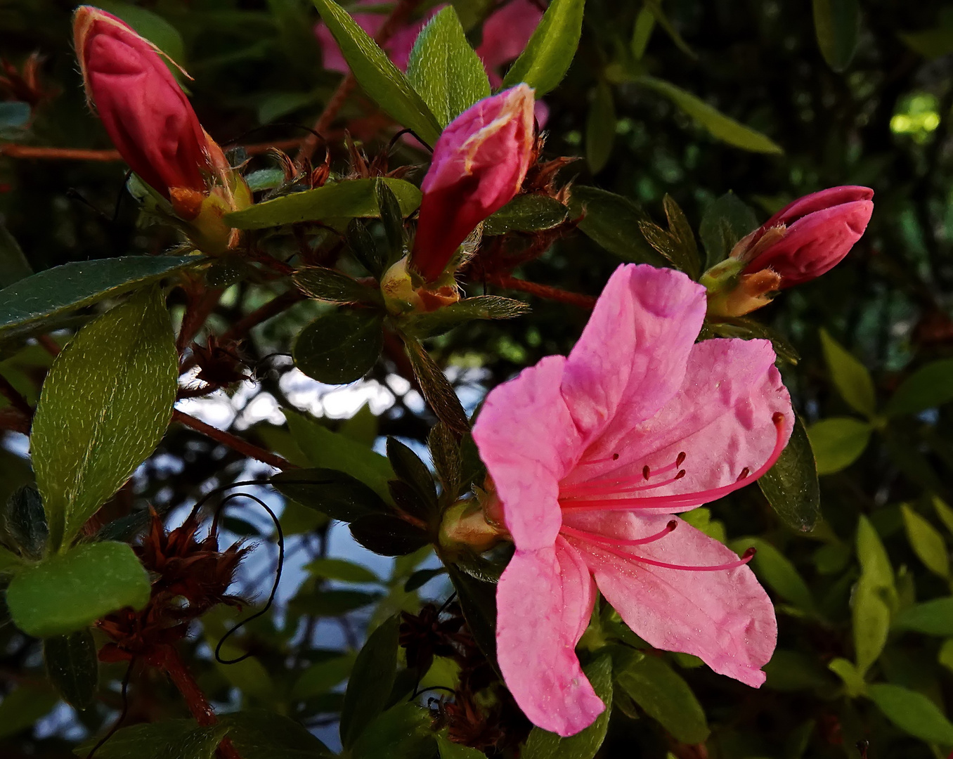 Azaleenblüte mit Begleitung