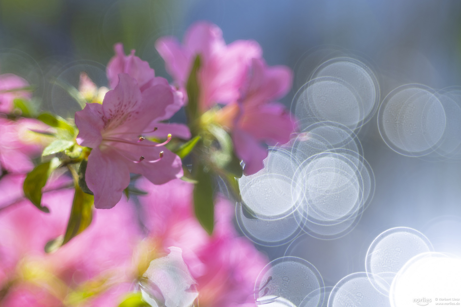 Azaleenblüte mit Reflektionen