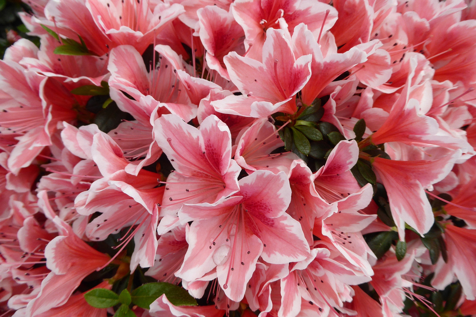 Azaleenblüten 'Mevrouw Gerard Kint'