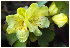 Azaleenblüten (Rhododendron obtusum  )