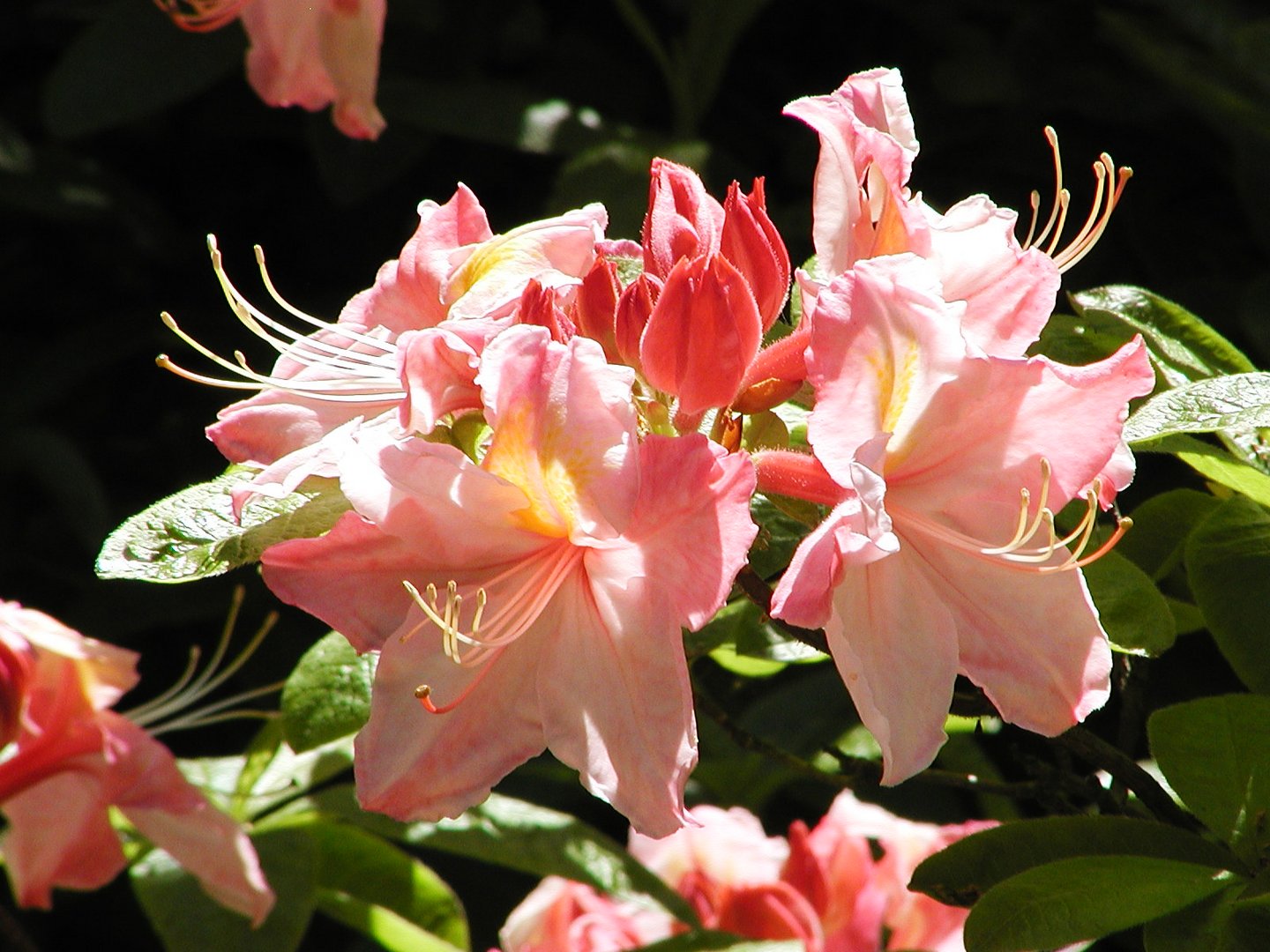 Azaleenblüten, rosa-lachs im Sonnenlicht
