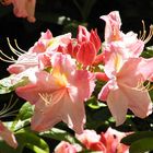 Azaleenblüten, rosa-lachs im Sonnenlicht