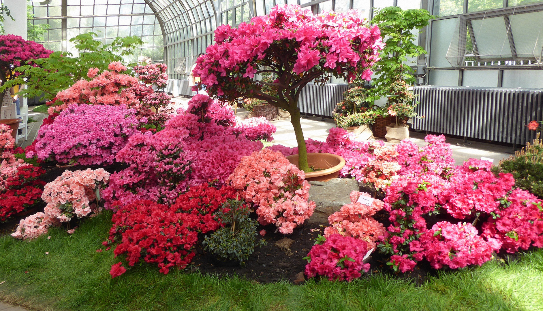 Azaleensaal mit vielen Blüten