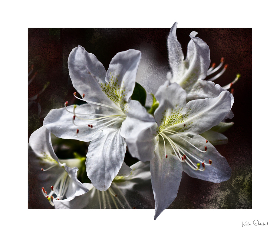 Azalées blanches .