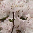 Azalées blanches et rosées...