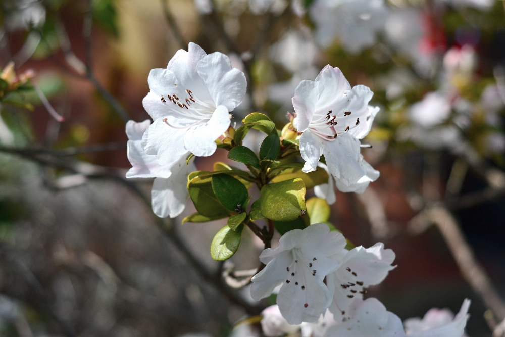 Azalées en fleurs