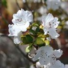 Azalées en fleurs