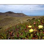 Azolren - Faial - Carpobrotus edulis