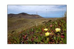 Azolren - Faial - Carpobrotus edulis