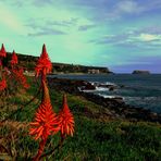 Azorean Riviera, 1  December 2008