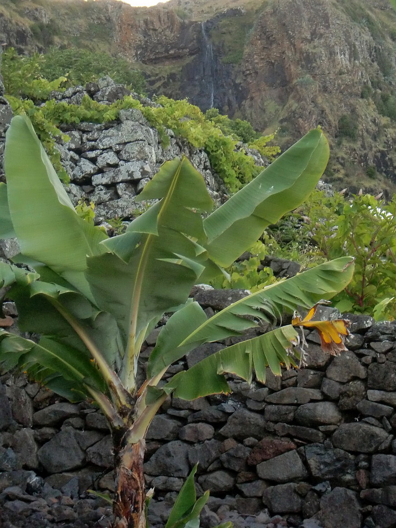 Azoren Bananas on the rocks (was Sklaverei macht)