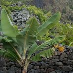 Azoren Bananas on the rocks (was Sklaverei macht)