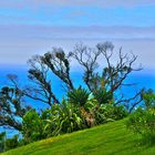 Azoren Blauen (Azores Blues)