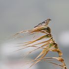Azoren Buchfink ist sich Wind gewohnt