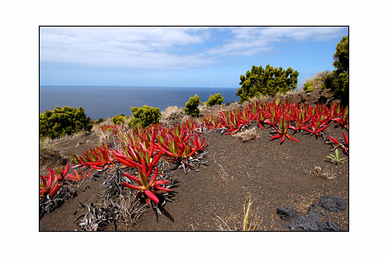 Azoren - Faial - Carpobrotus