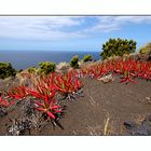 Azoren - Faial - Carpobrotus