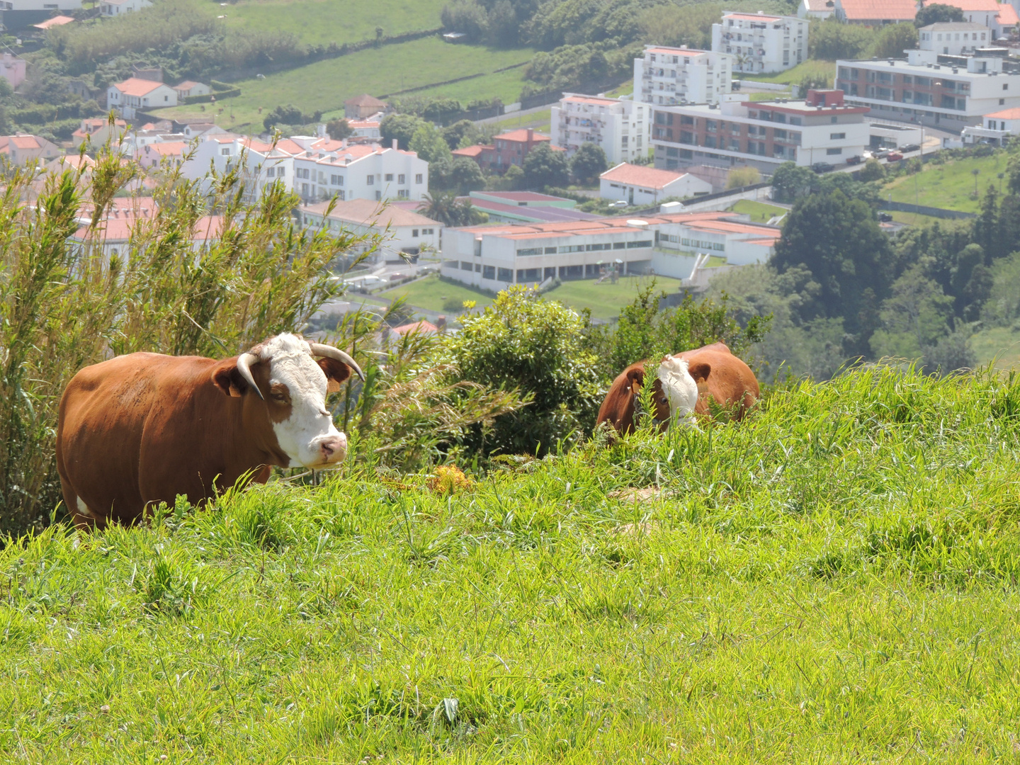 Azoren - Faial - Horta