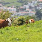 Azoren - Faial - Horta