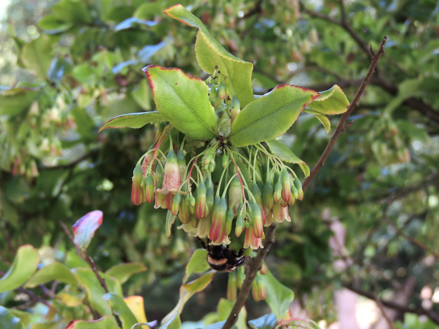 Azoren - Faial - Jardim Botanico