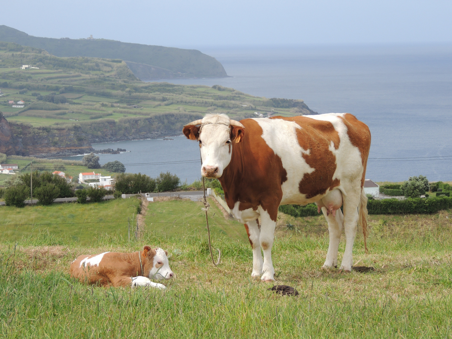 Azoren - Faial - nähe Horta