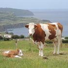 Azoren - Faial - nähe Horta