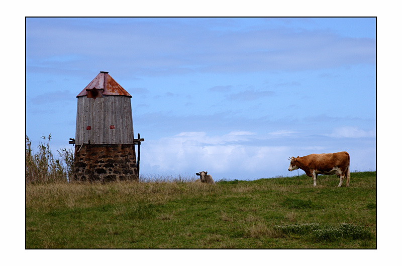 Azoren - Faial - Windmühle