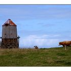 Azoren - Faial - Windmühle