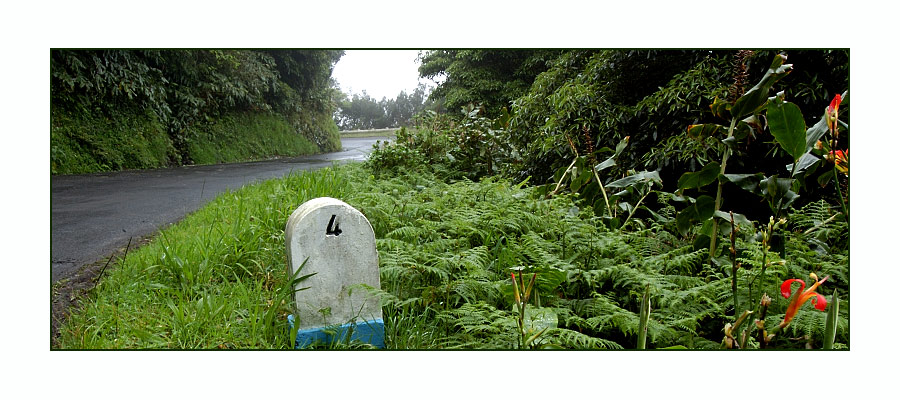 Azoren - Flores - Straßenrand