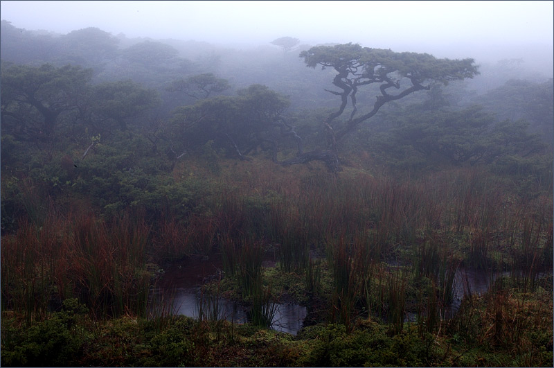 Azoren - Flores - The Fog1