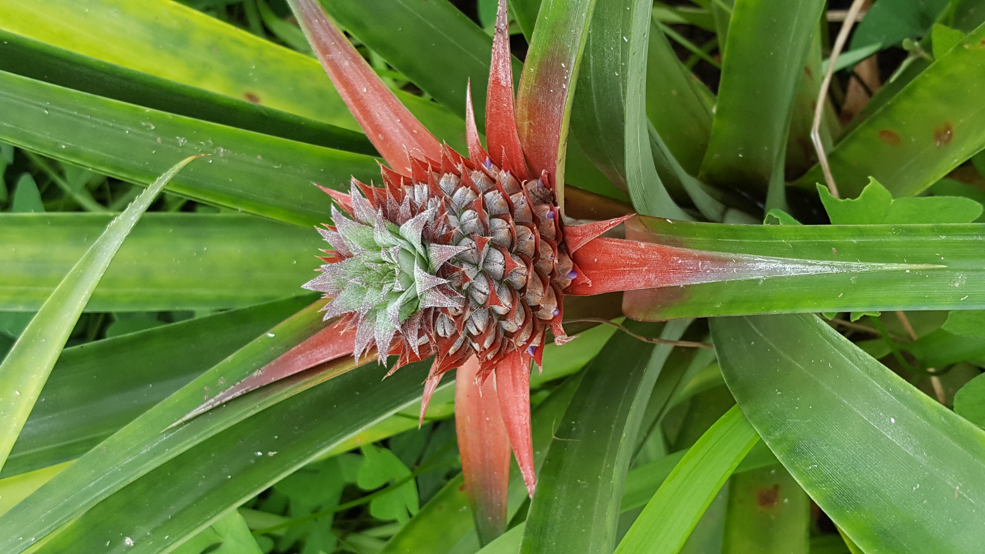 Azoren Sao Miguel