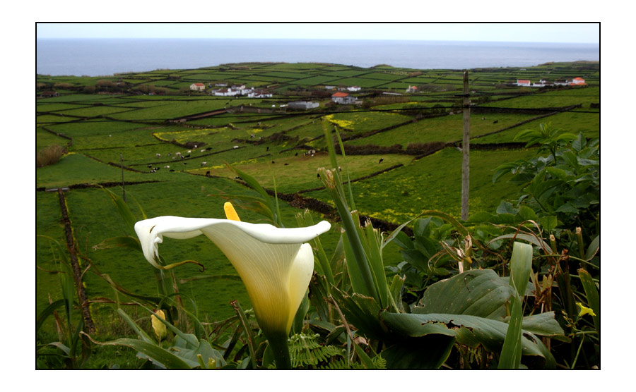 Azoren - Terceira - Blütenträume.....