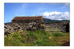 Azoren - Terceira - landw.Nutzland