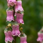 Azorenglockenblume (Azorina vidalii)