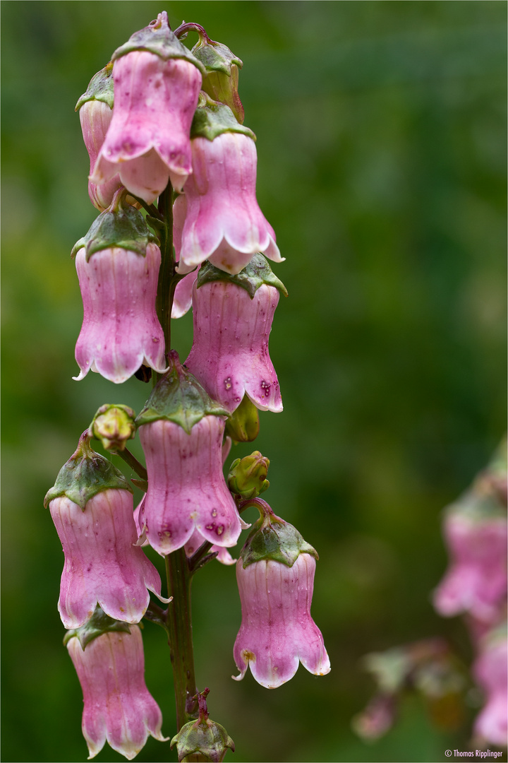 Azorenglockenblume (Azorina vidalii)