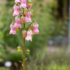 Azorenglockenblume (Azorina vidalii)..