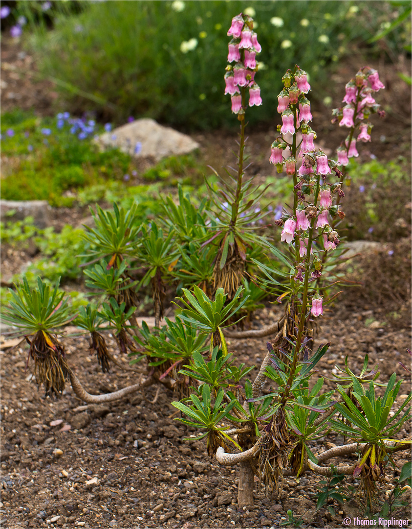 Azorenglockenblume (Azorina vidalii)...