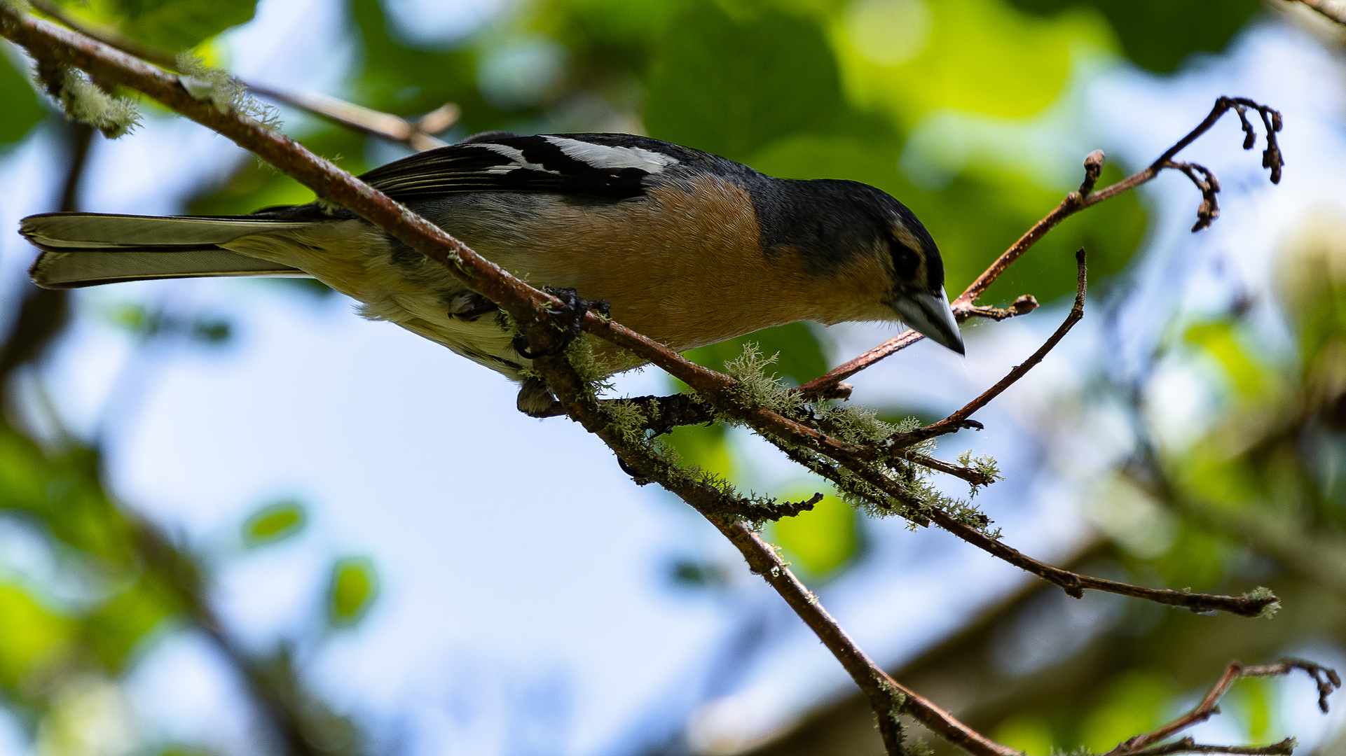 Azores bullfinch [Pyrrhula murina]