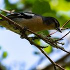 Azores bullfinch [Pyrrhula murina]