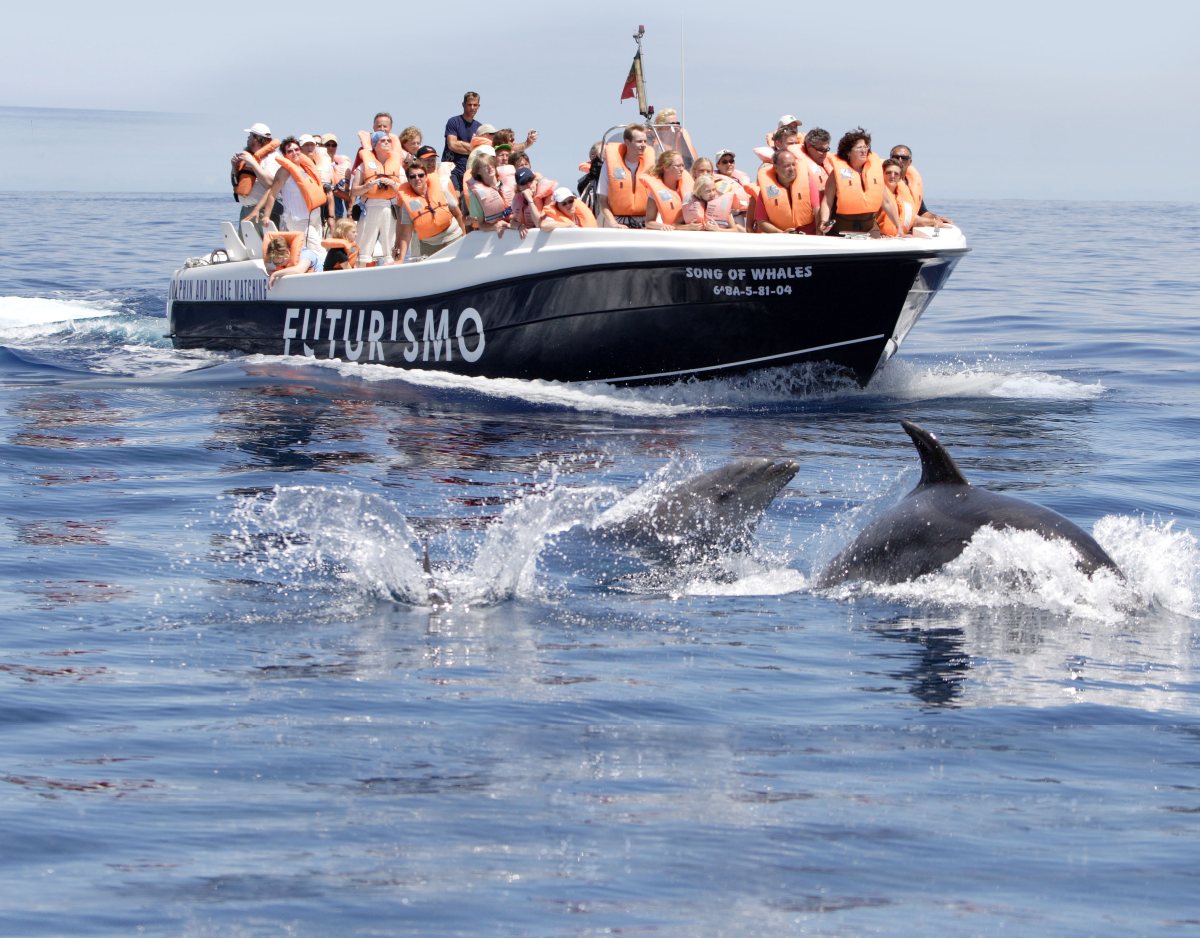 azores dolphin watching