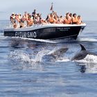 azores dolphin watching