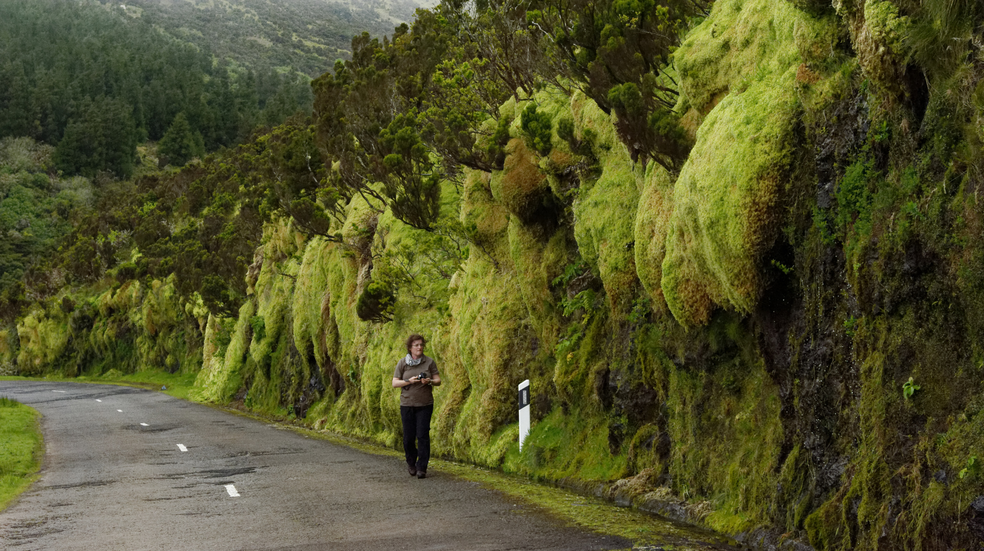 Azores, Moos